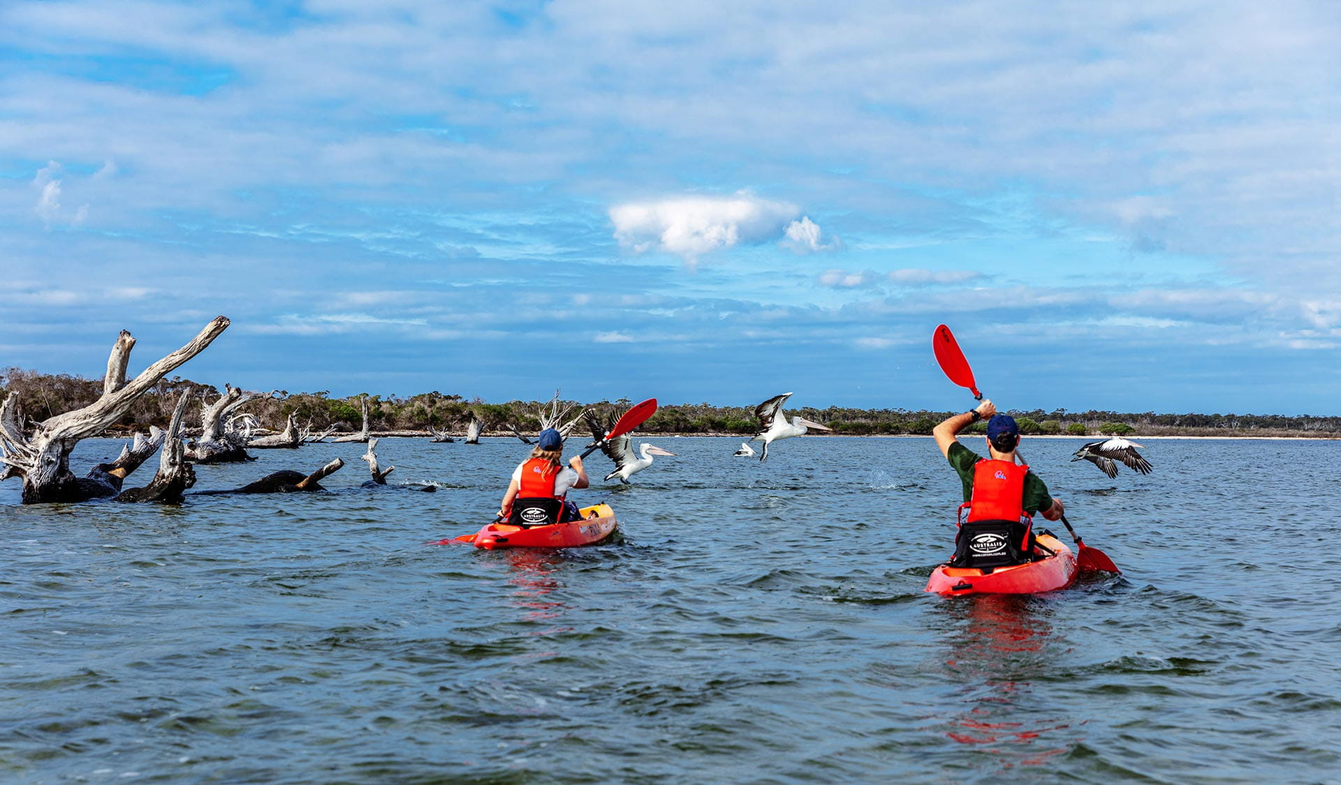 Two kayakers come across a group of pelicans on the Gippsland Lakes.