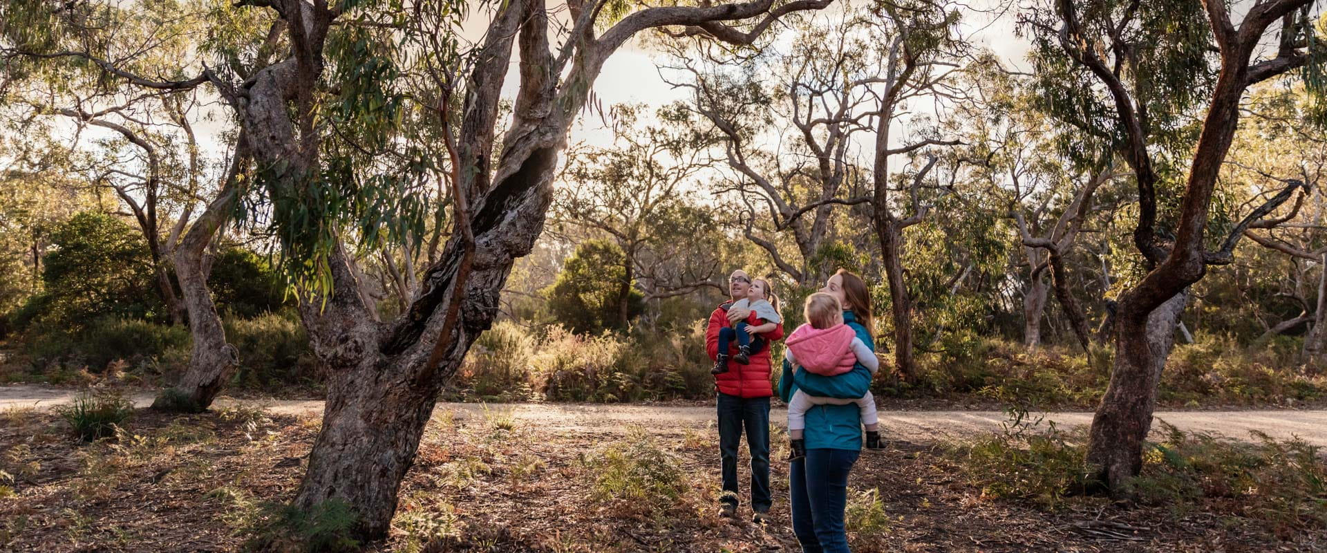 A family walk through a forested area, looking up into the trees to spot koalas.