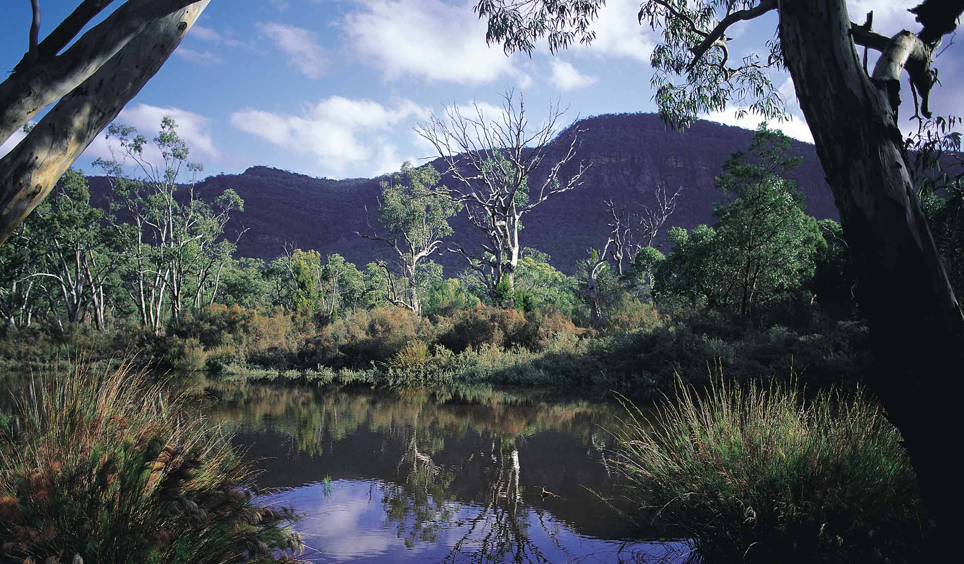 A lush wetland scene found in the central Grampians.