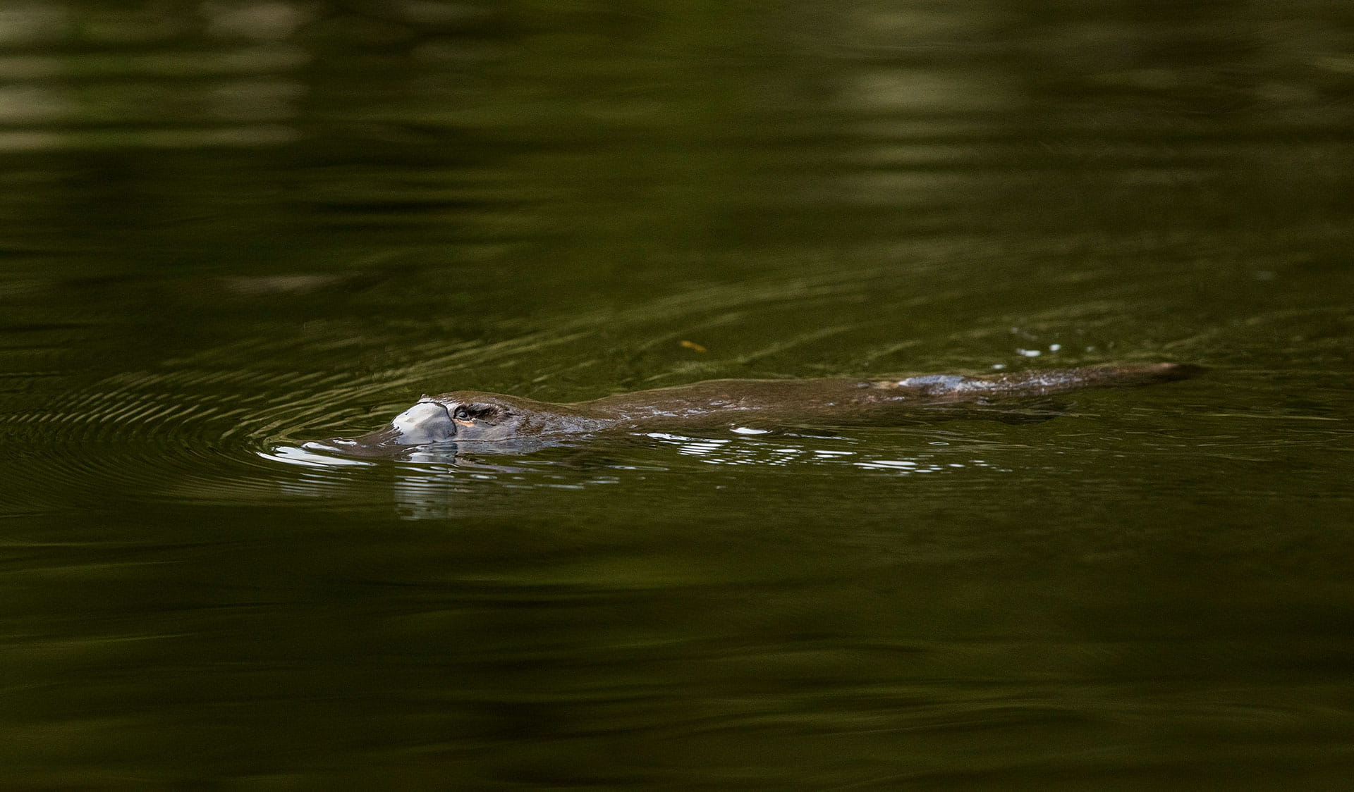 A platypus swims along the surface.