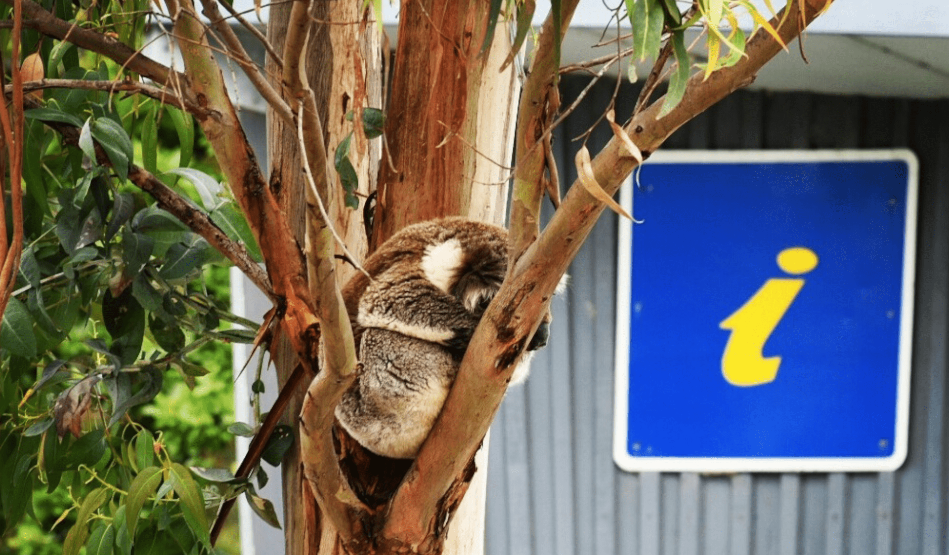 A koala sits in a tree beside a Visitor Information sign on a tin building
