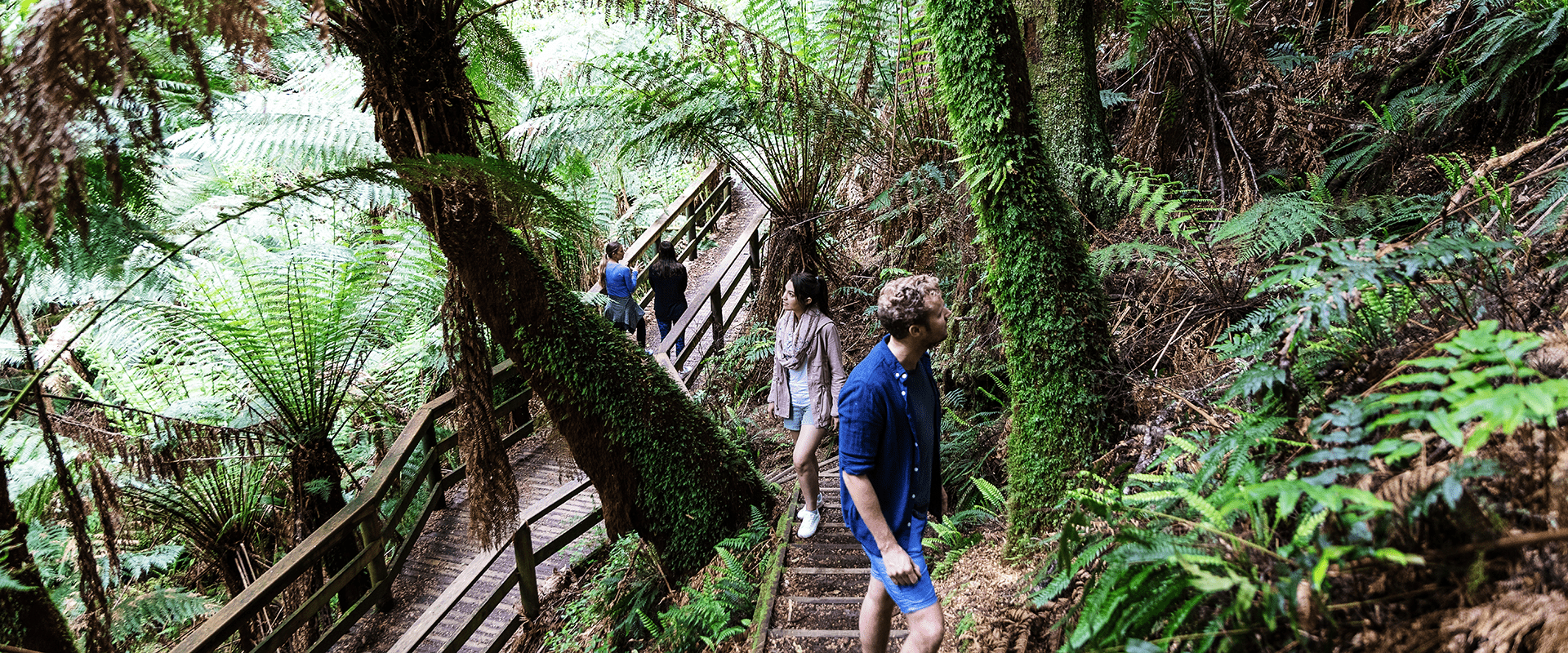 A couple walking up some forest steps surrounded by lush tree ferns and dense understory vegetation cover.