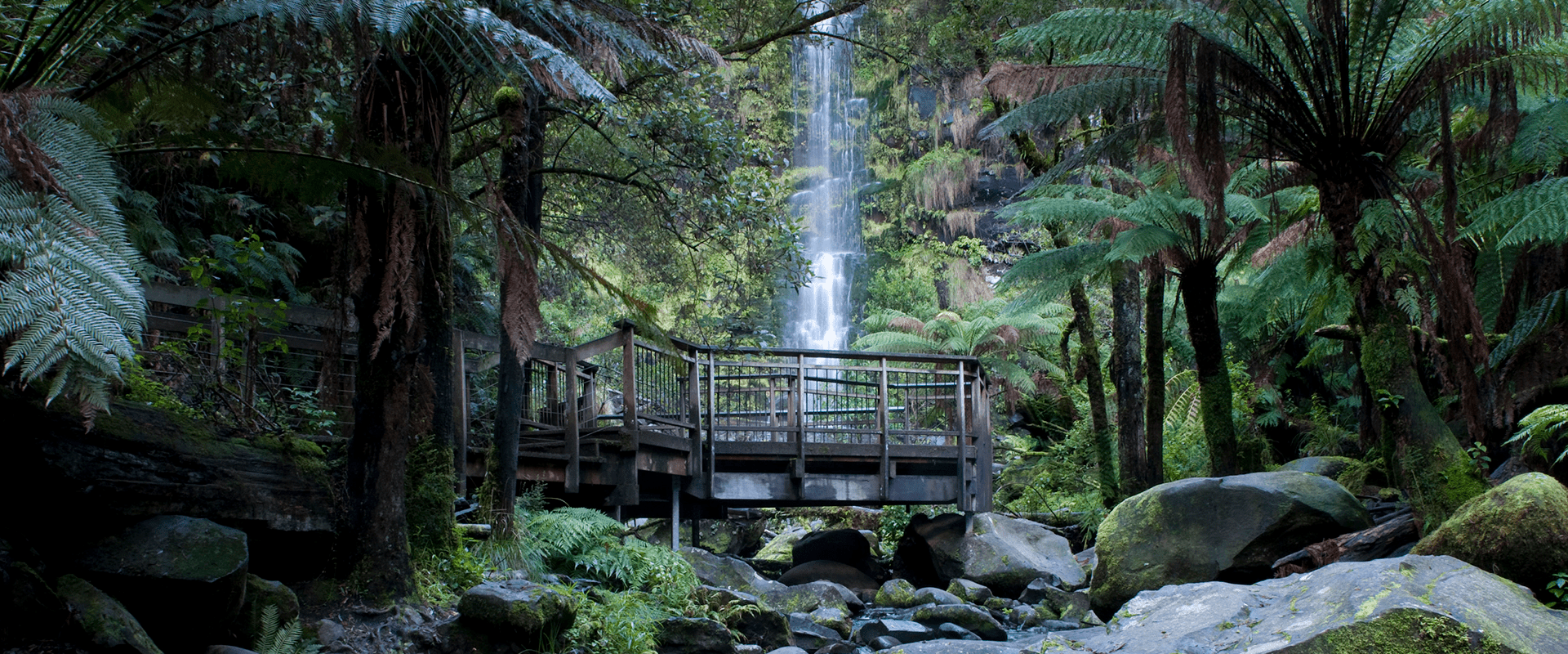 Waterfall flows into a mountain creek behind a walking visitor platform surrounded by lush tree ferns. 