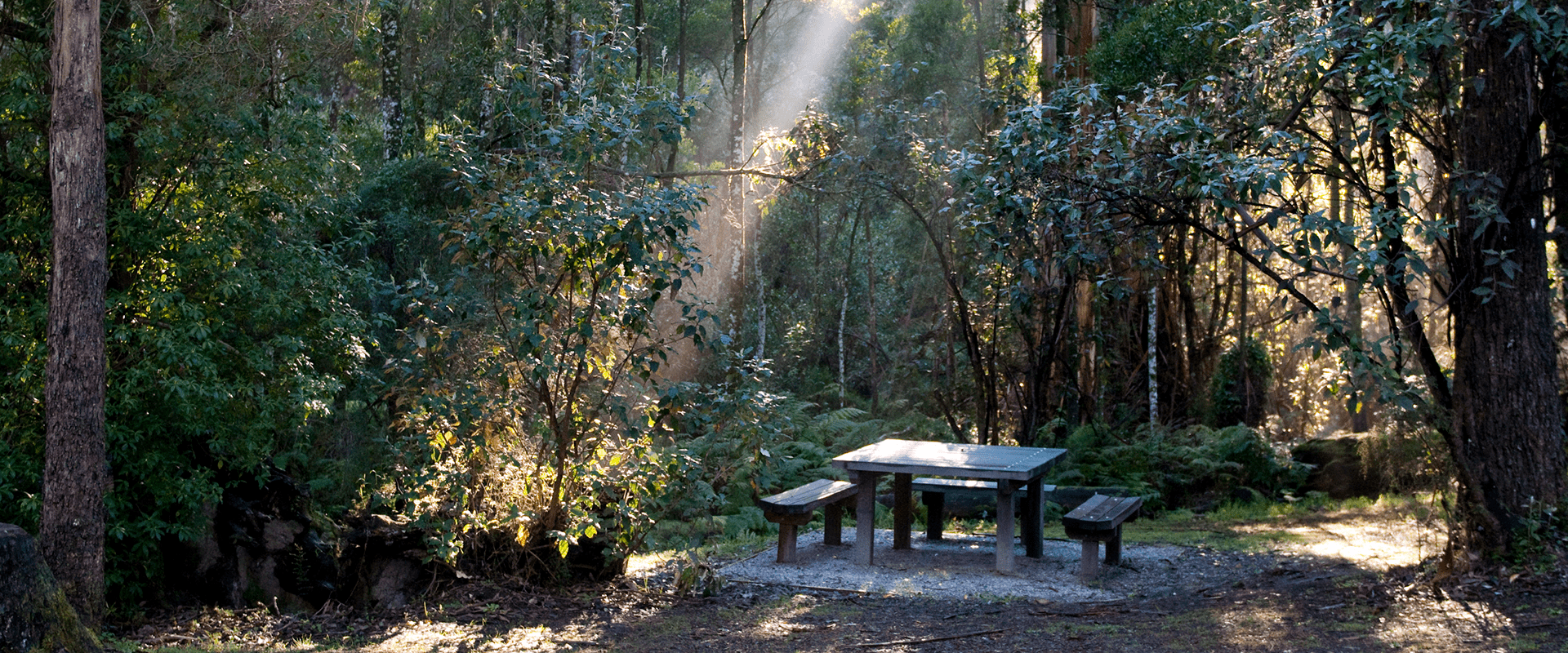A wooden picnic table surrounded by native bush with a stream of natural sunlight peaking through the tree canopy.