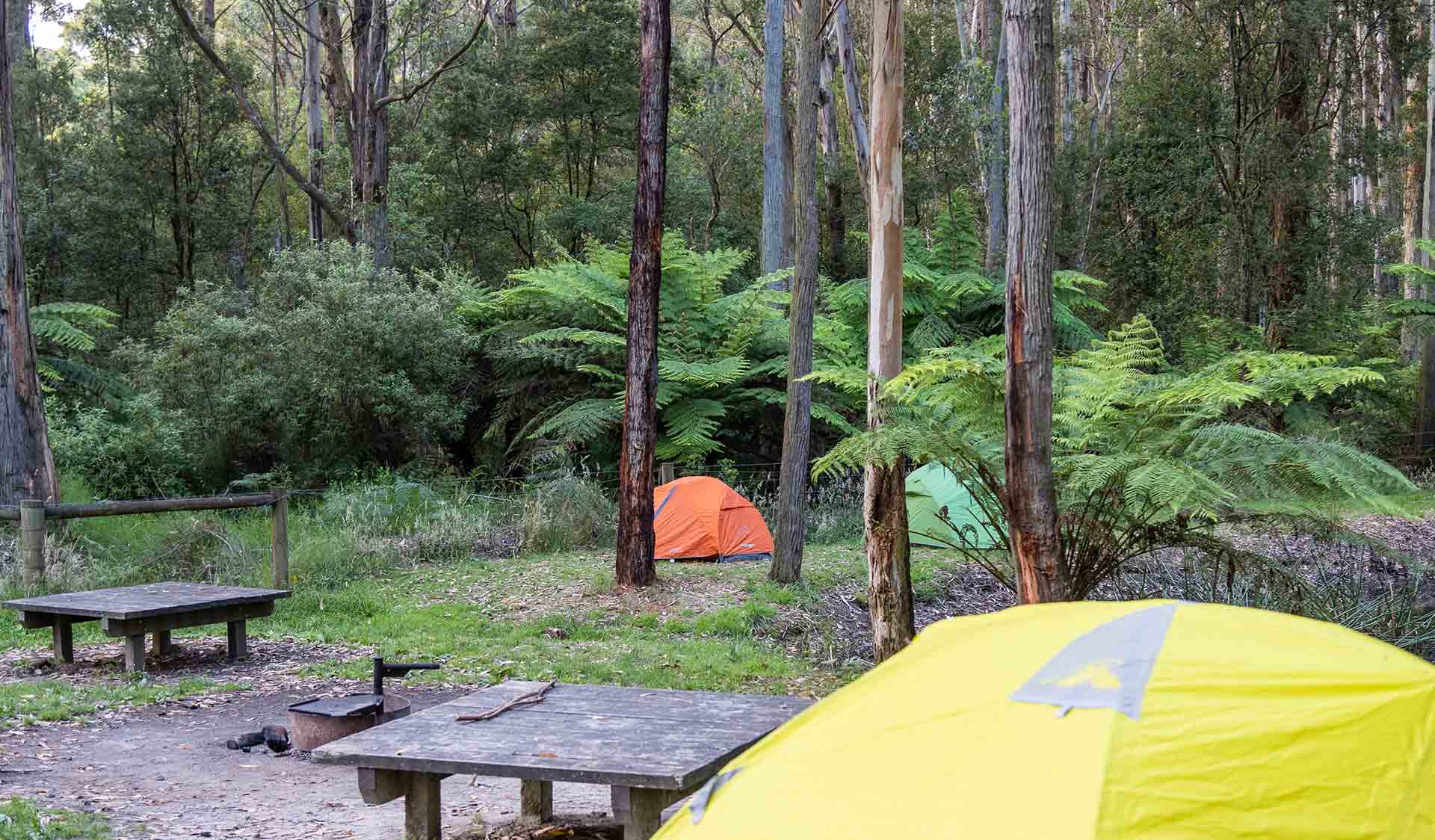 Tents and ferns at Big Hill Campground in the Great Otway National Park