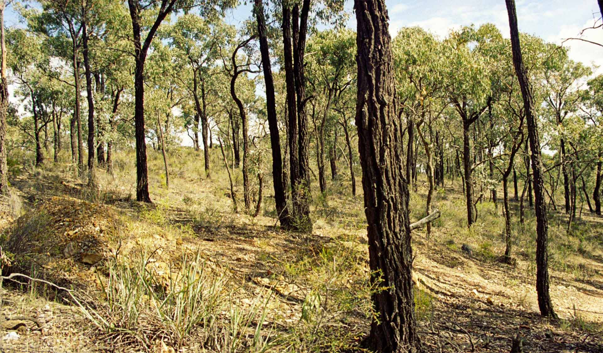 Box Ironbark Forest in the Greater Bendigo National Park