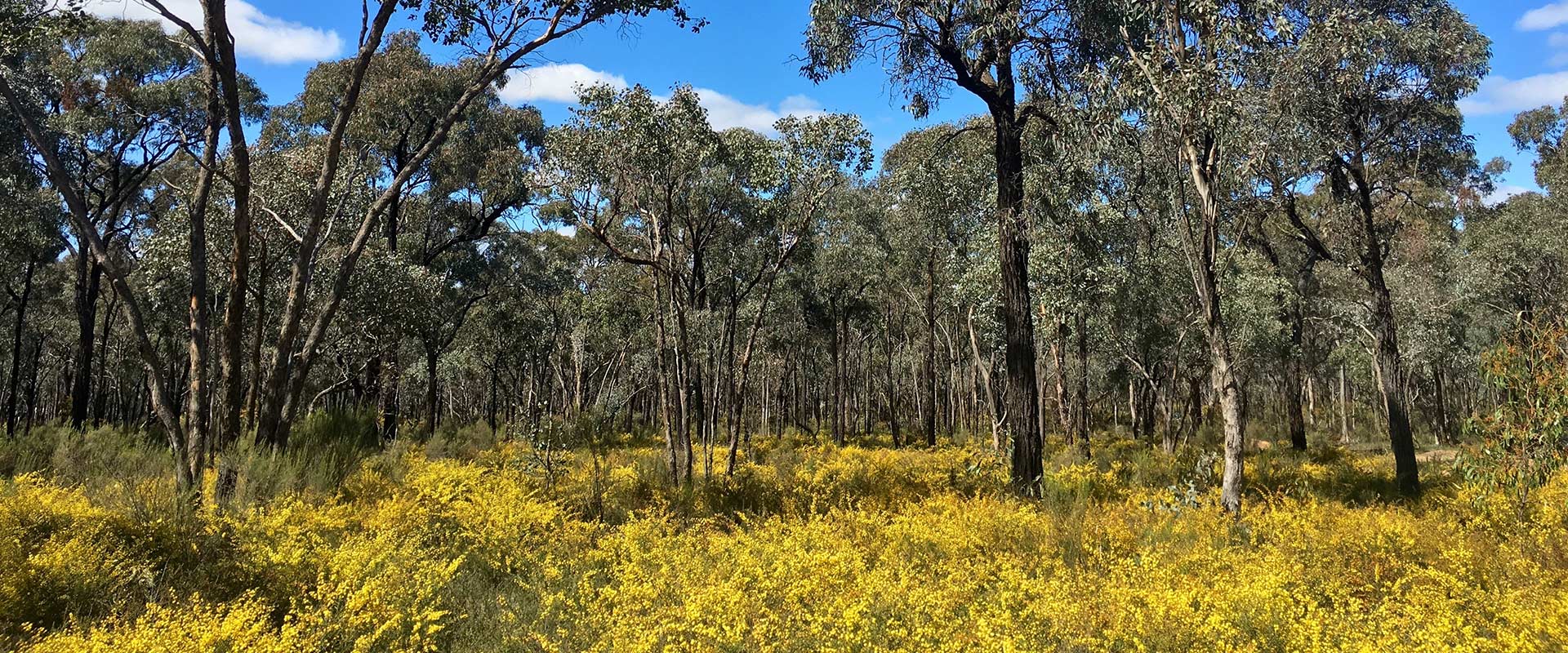 Rugged bushland with bright yellow flowering wattle.