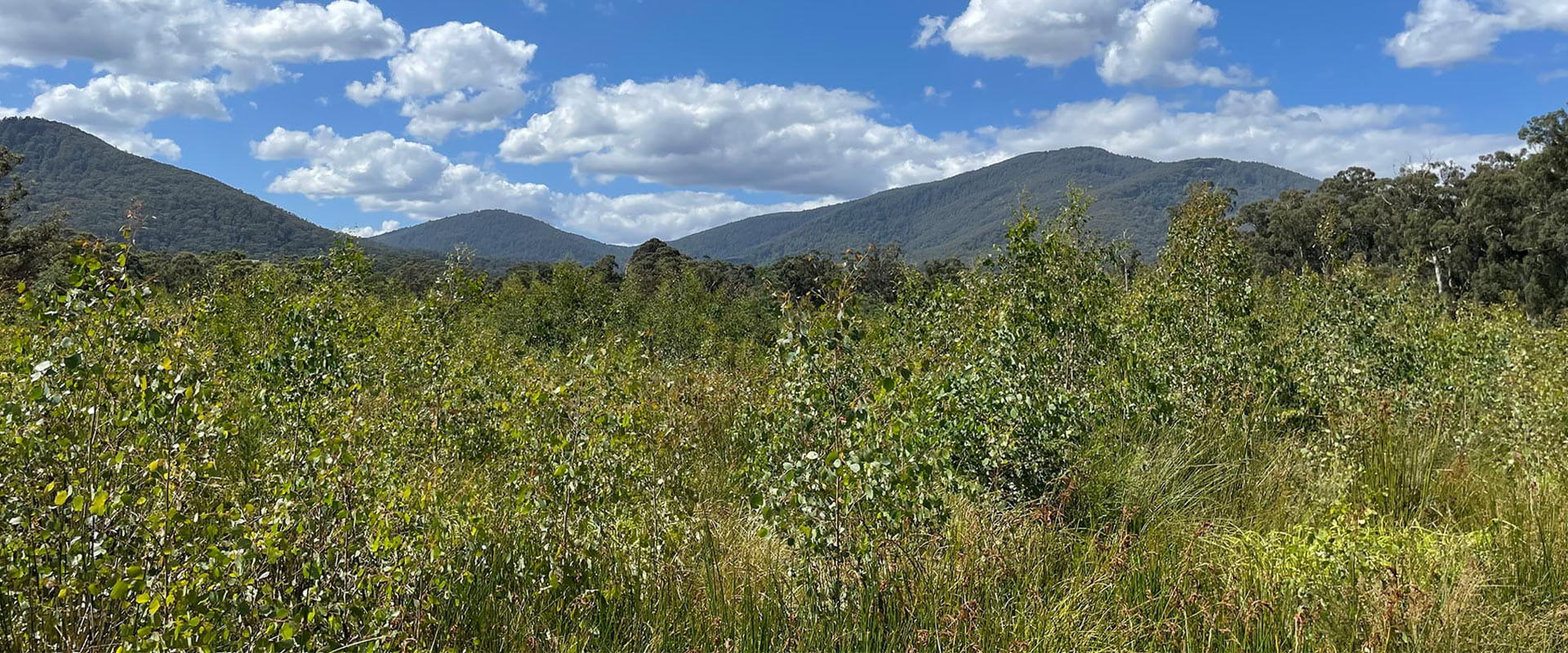 Scrubby green waist high foliage grows around a clearing with tree covered mountain ranges in the distance.
