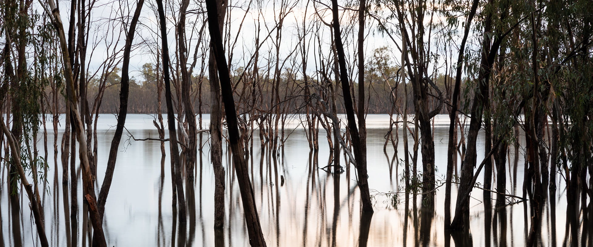 The reflected view of flooded trees in the waters of Lake Mournpall from the walking track