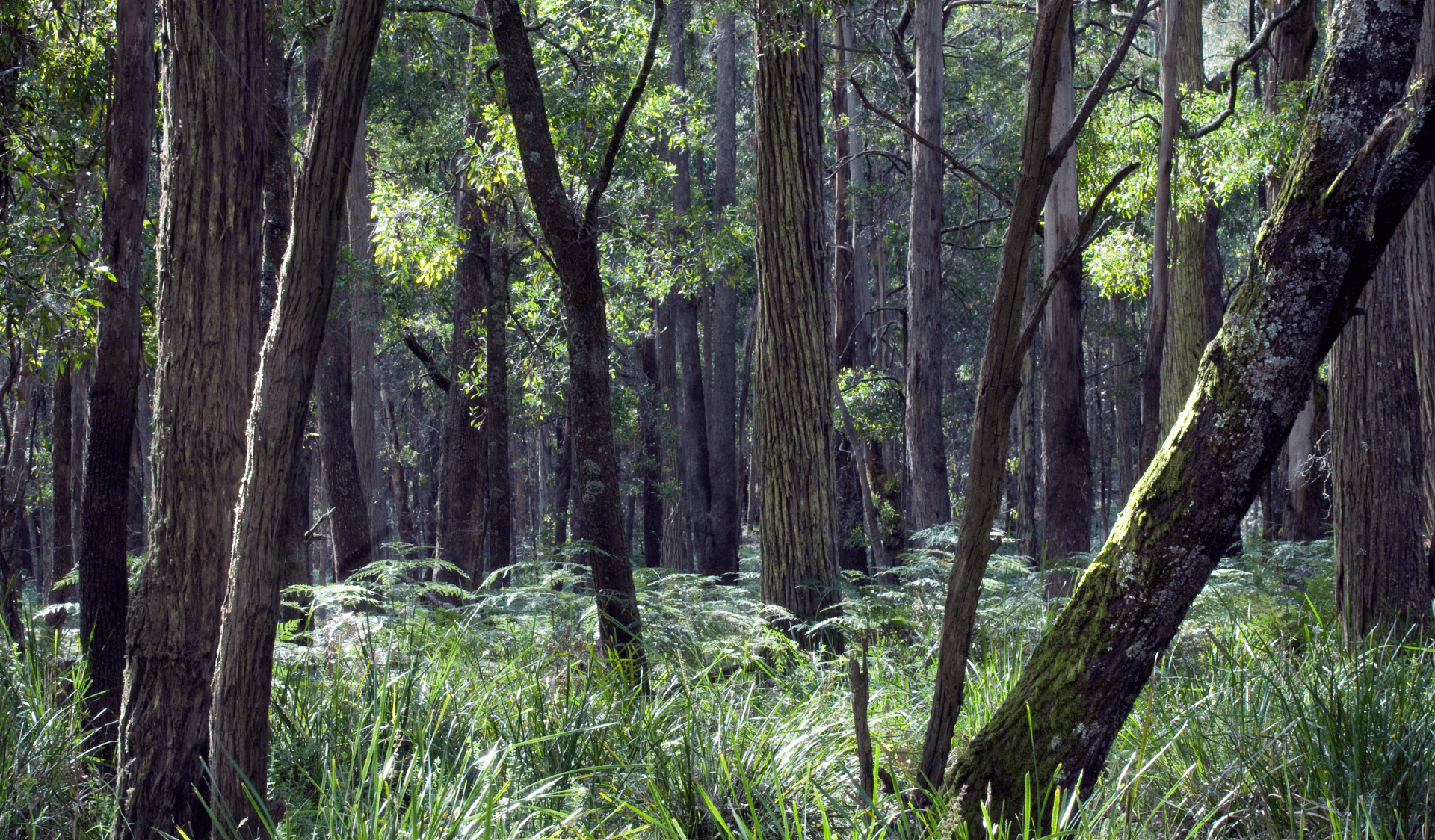 Forest scenery in the southern areas of the Hepburn Regional Park