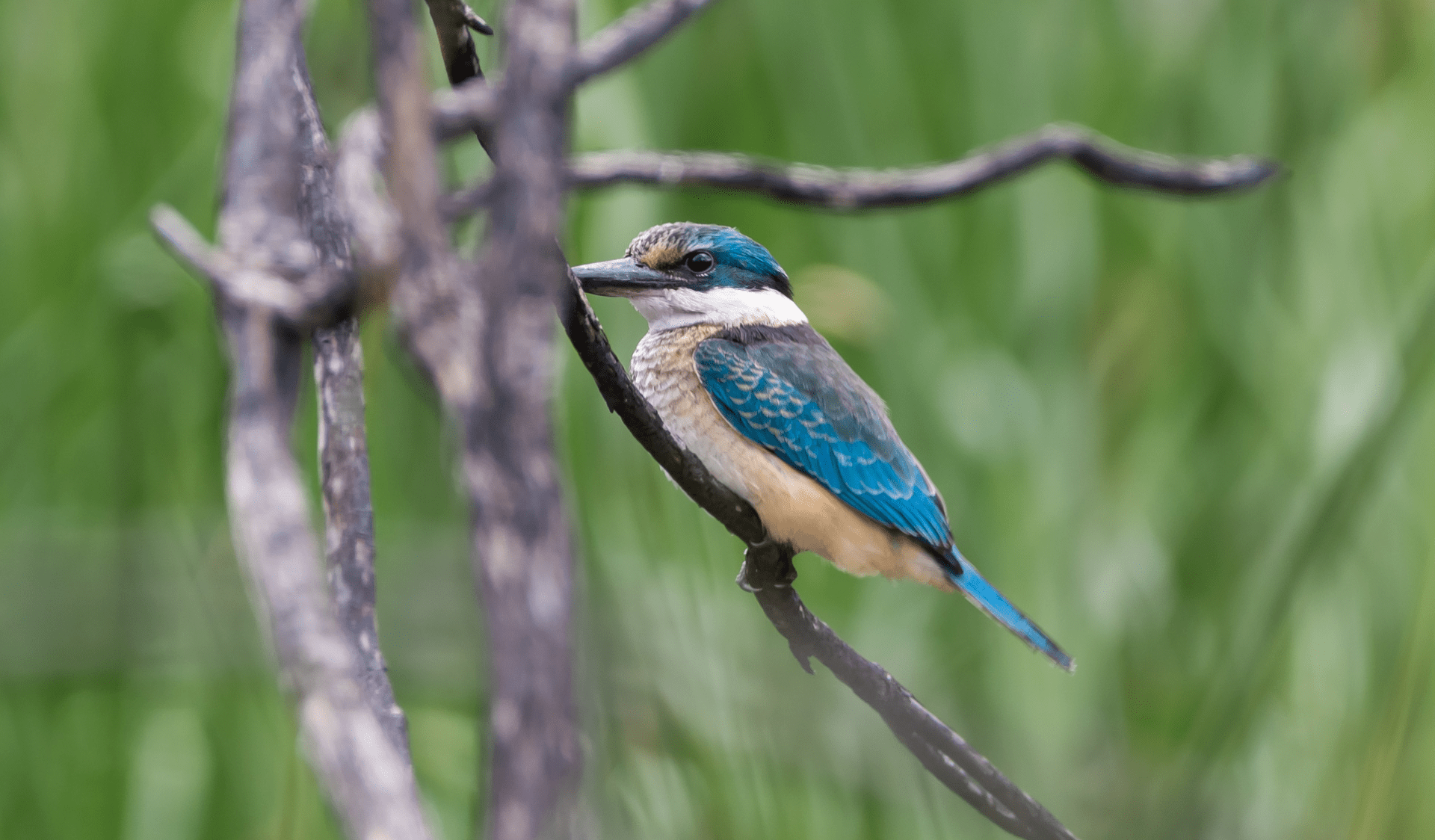 A Sacred Kingfisher sits in a tree in Holey Plains State Park