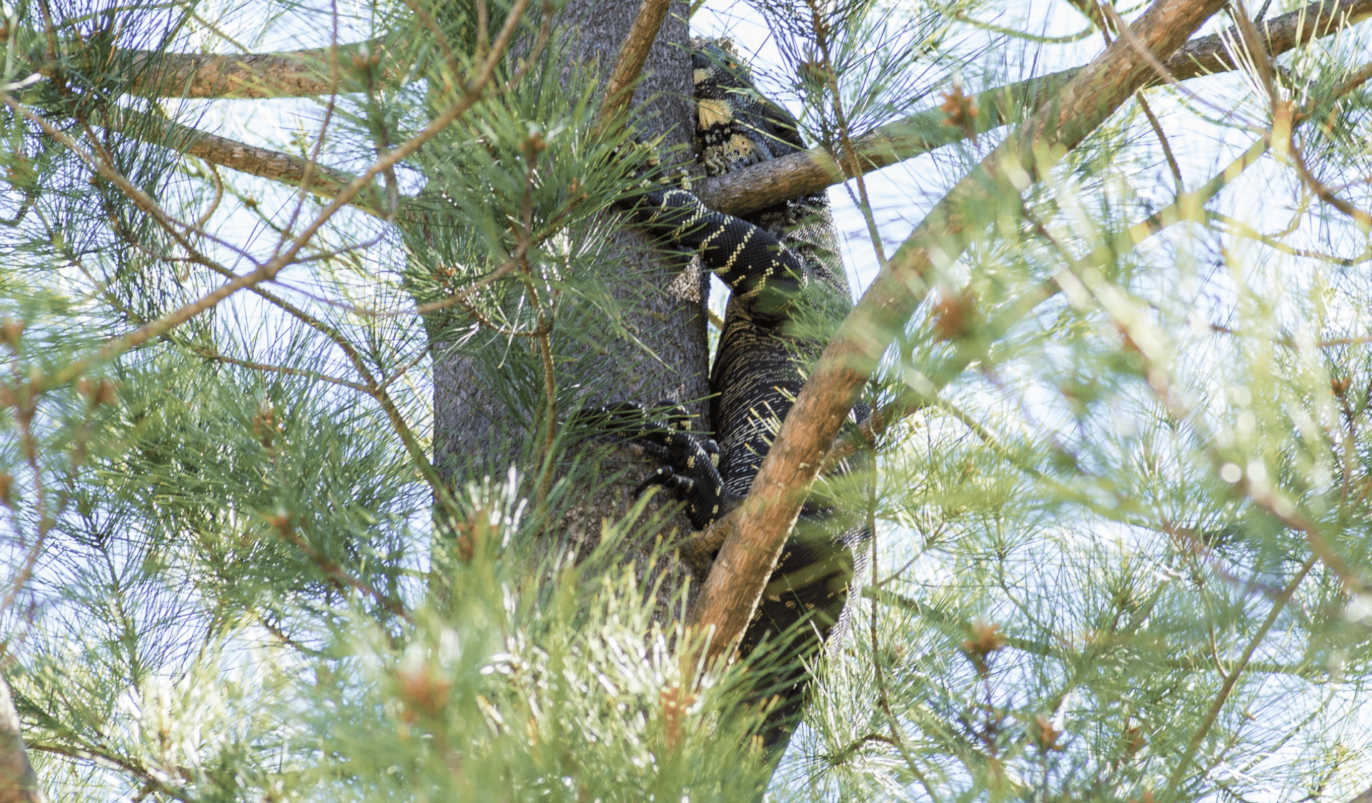 A lace monitor in a tree in Holey Plains State Park