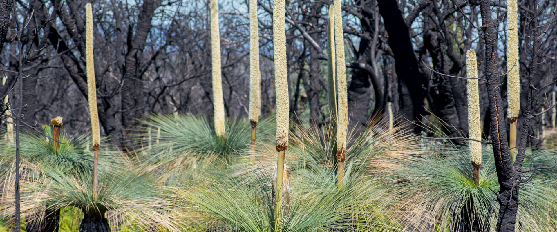 New growth blooms from a post fire landscape in a rugged bushland