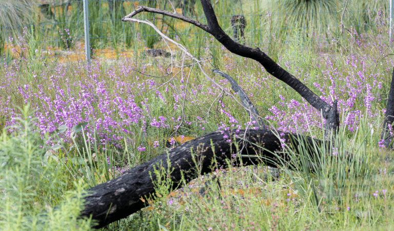 The rare Wellington Mint Bush found in Holey Plains State Park