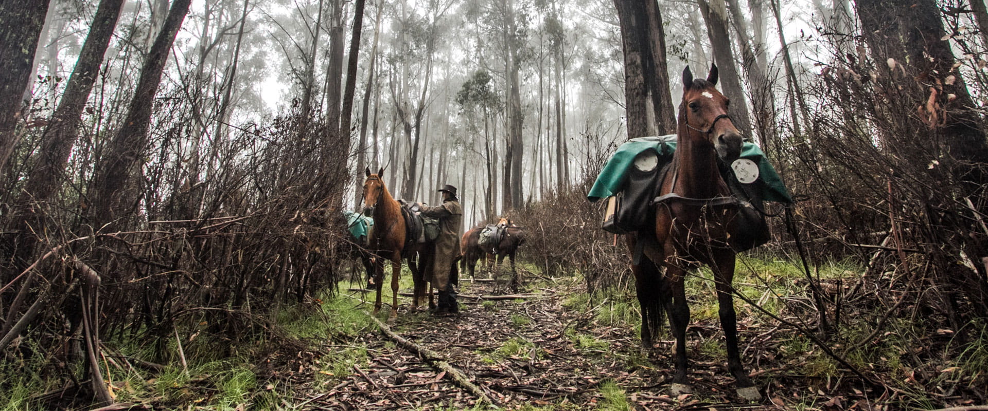Camping with your horse in the Howqua Hills