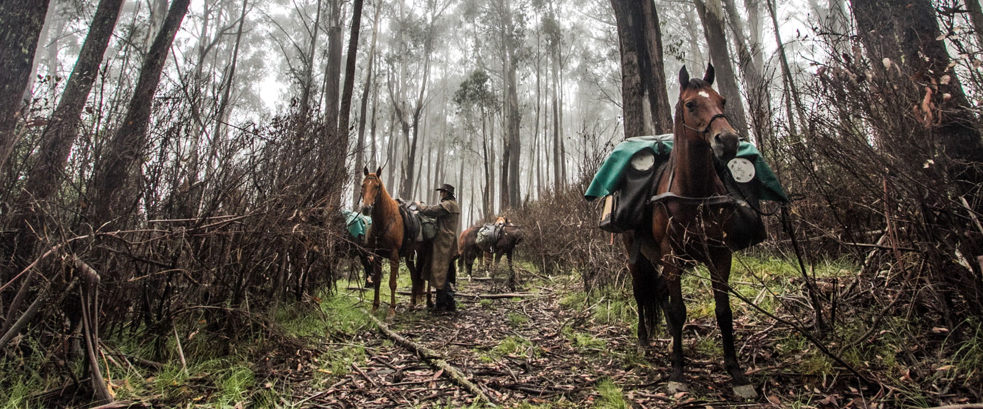 A man packs a a horse among tall eucalypts in a foggy forest setting