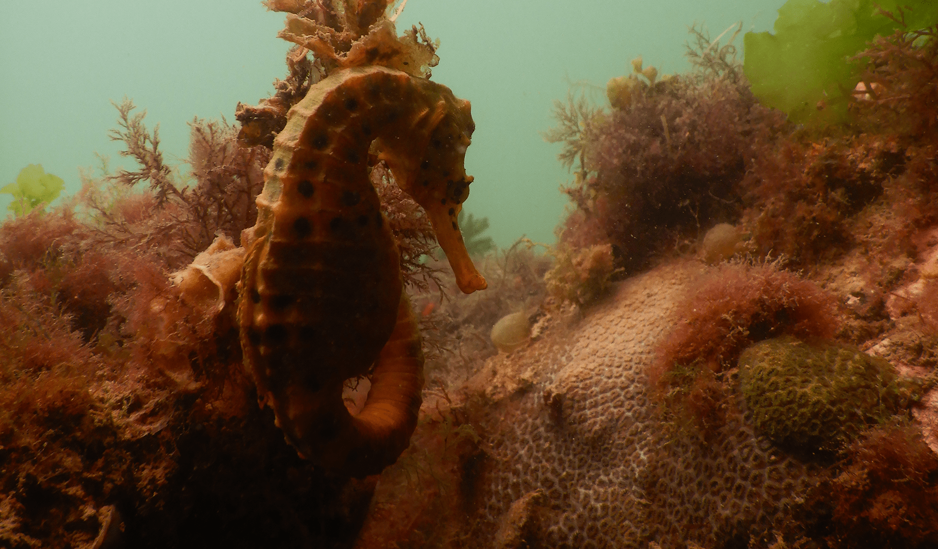 A pot-bellied seahorse blends in with the algae. Credit:  Jill Wheeler