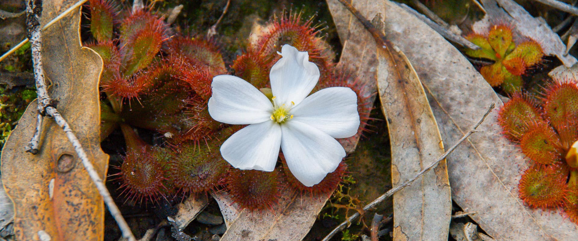 A white wildflower blooms amongst a rugged bushlands foliage