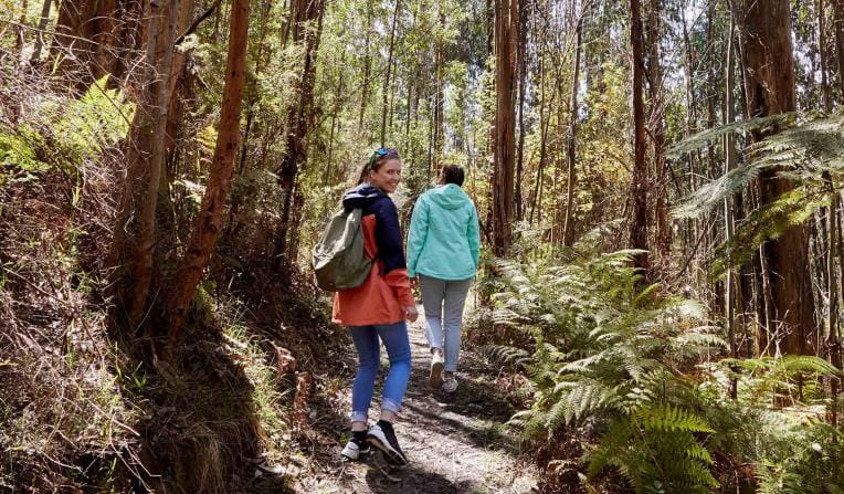 Two women walk through ferns along the Shelly Harris Track in Kinglake National Park.