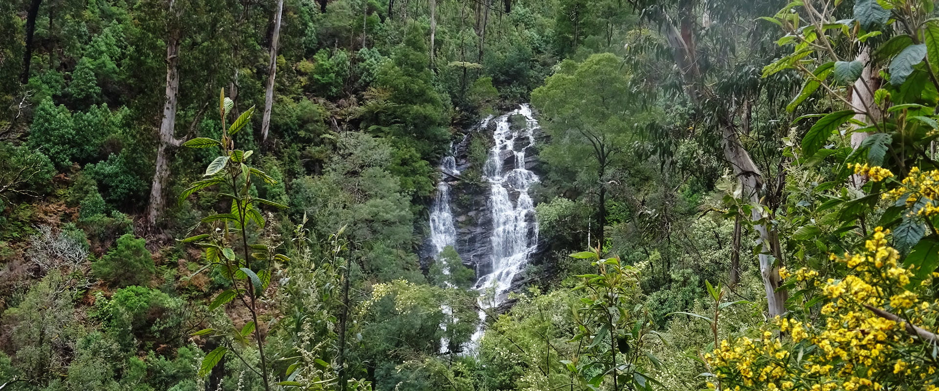 Water cascades down a steep waterfall in a lush temporate rainforest 