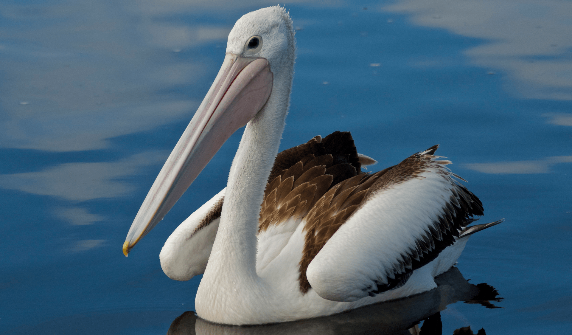 A pelican sits on the water