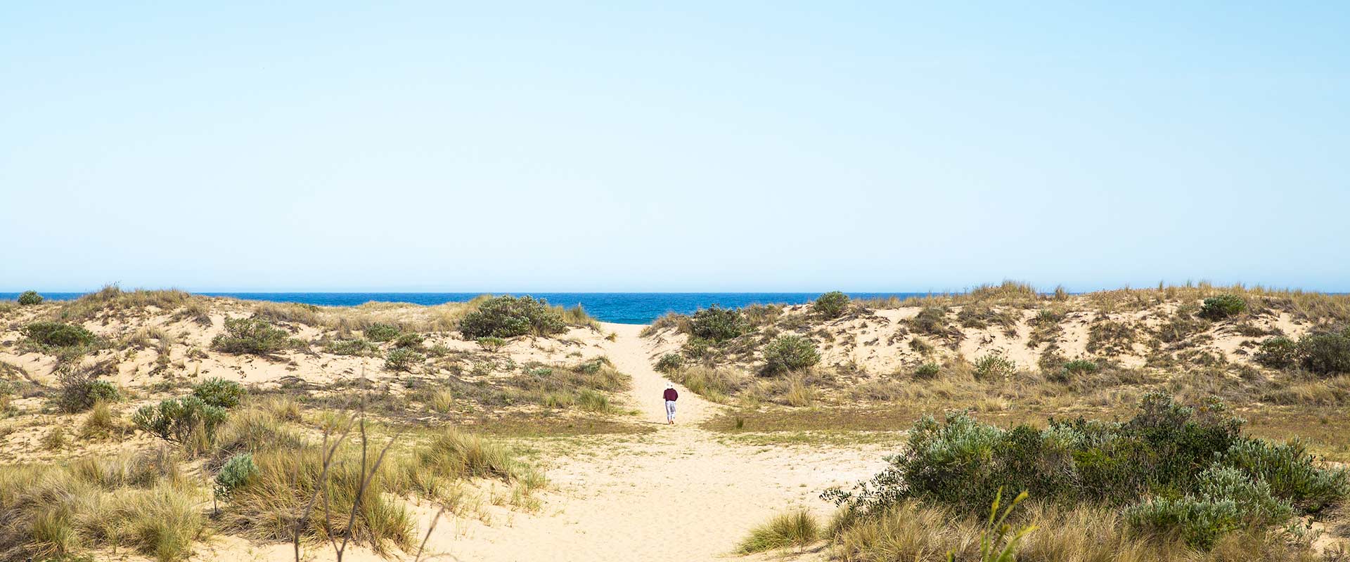 A person walks up a sandy path and through grass covered dunes towards the  deep blue ocean