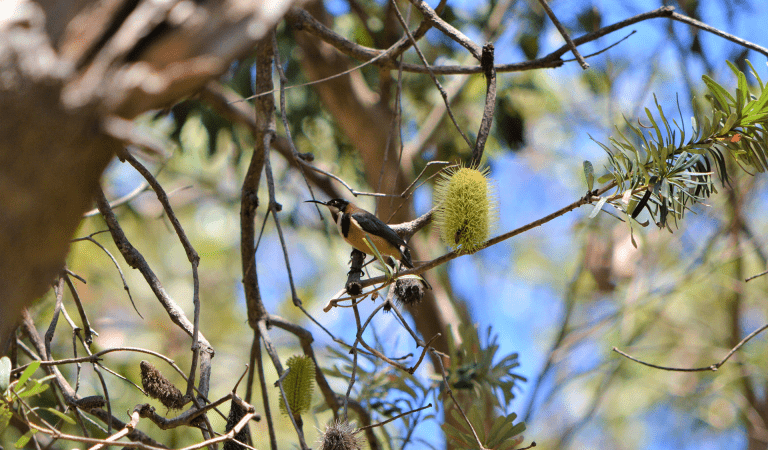 A bird in a tree at Langi Ghiran State Park