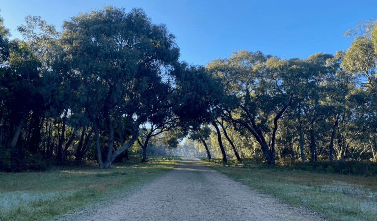 A dirt path leads through the trees at Langwarrin Flora and Fauna Reserve