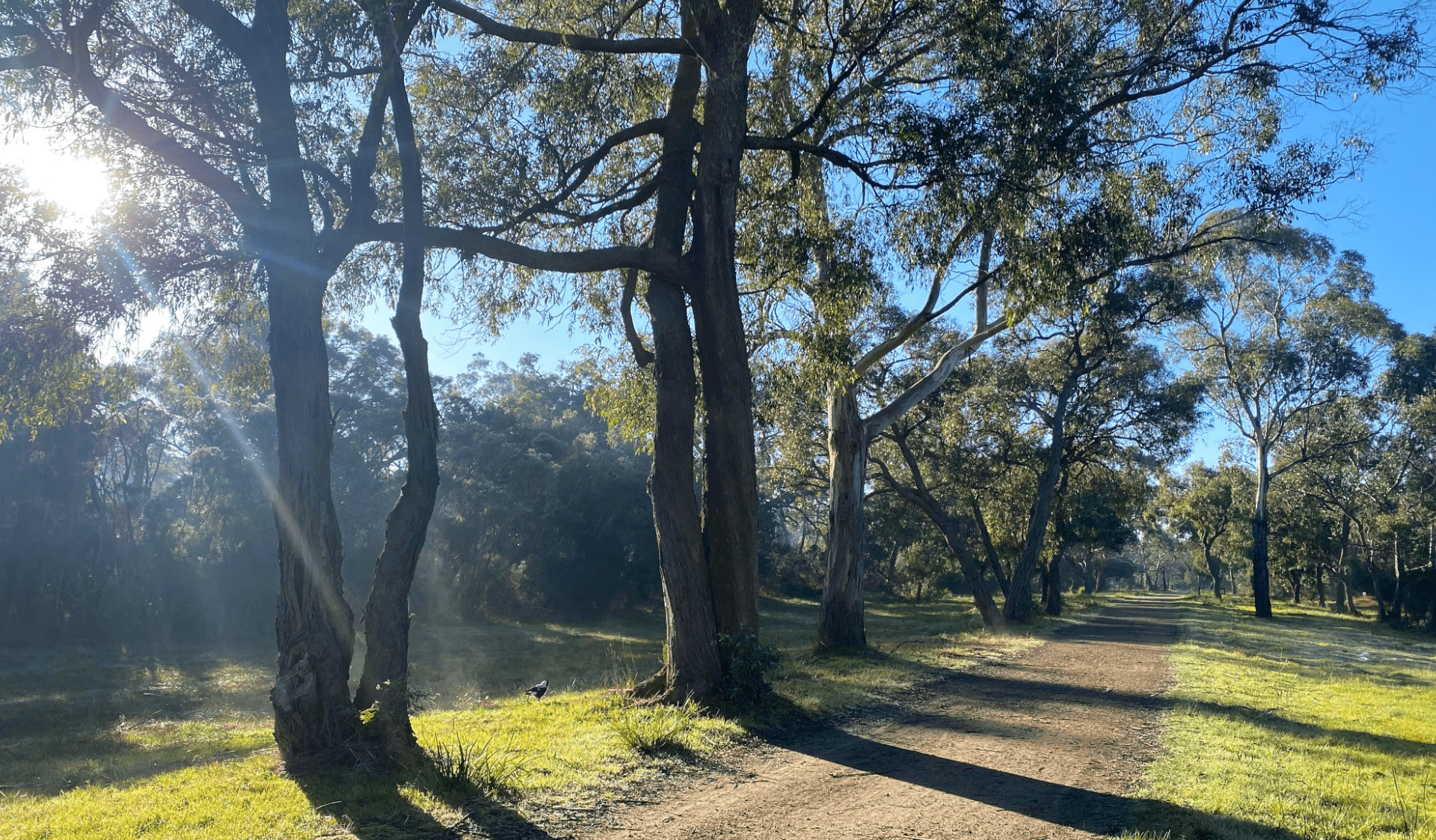Sunlight steams through the trees that line a dirt path in Langwarrin Flora and Fauna Reserve