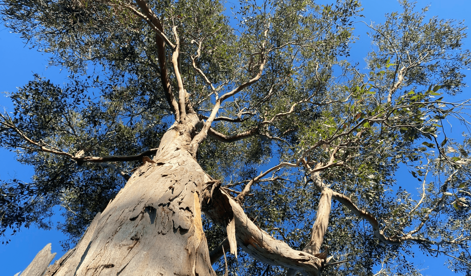 Looking up at a tree from the ground in Langwarrin Flora and Fauna Reserve