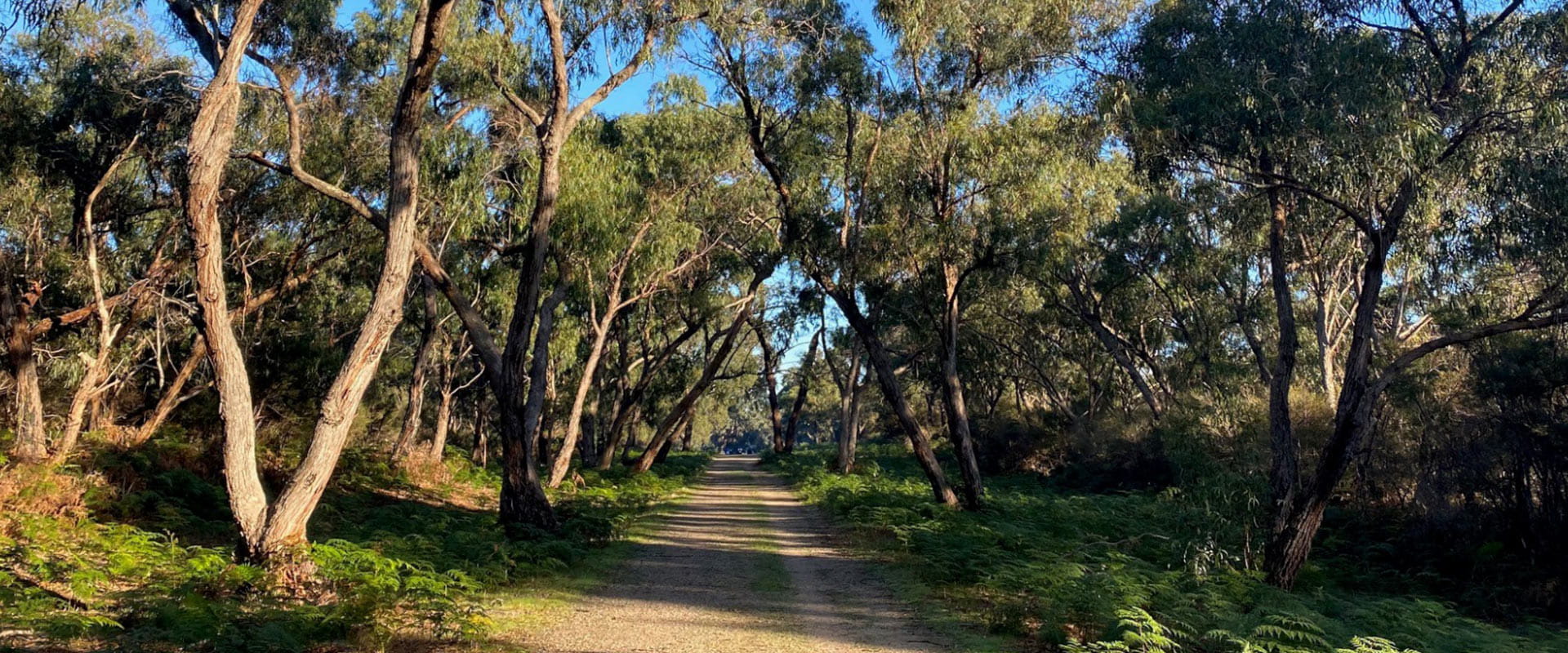 A wide track leads towards bushland surrounded by tall native trees