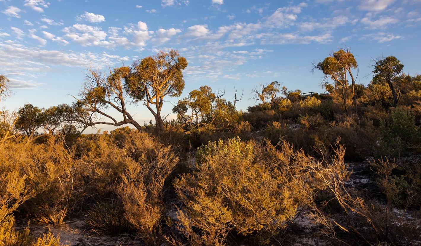 Sunset illuminates the Mallee scrub along the Ponponderoo Hill Nature Walk