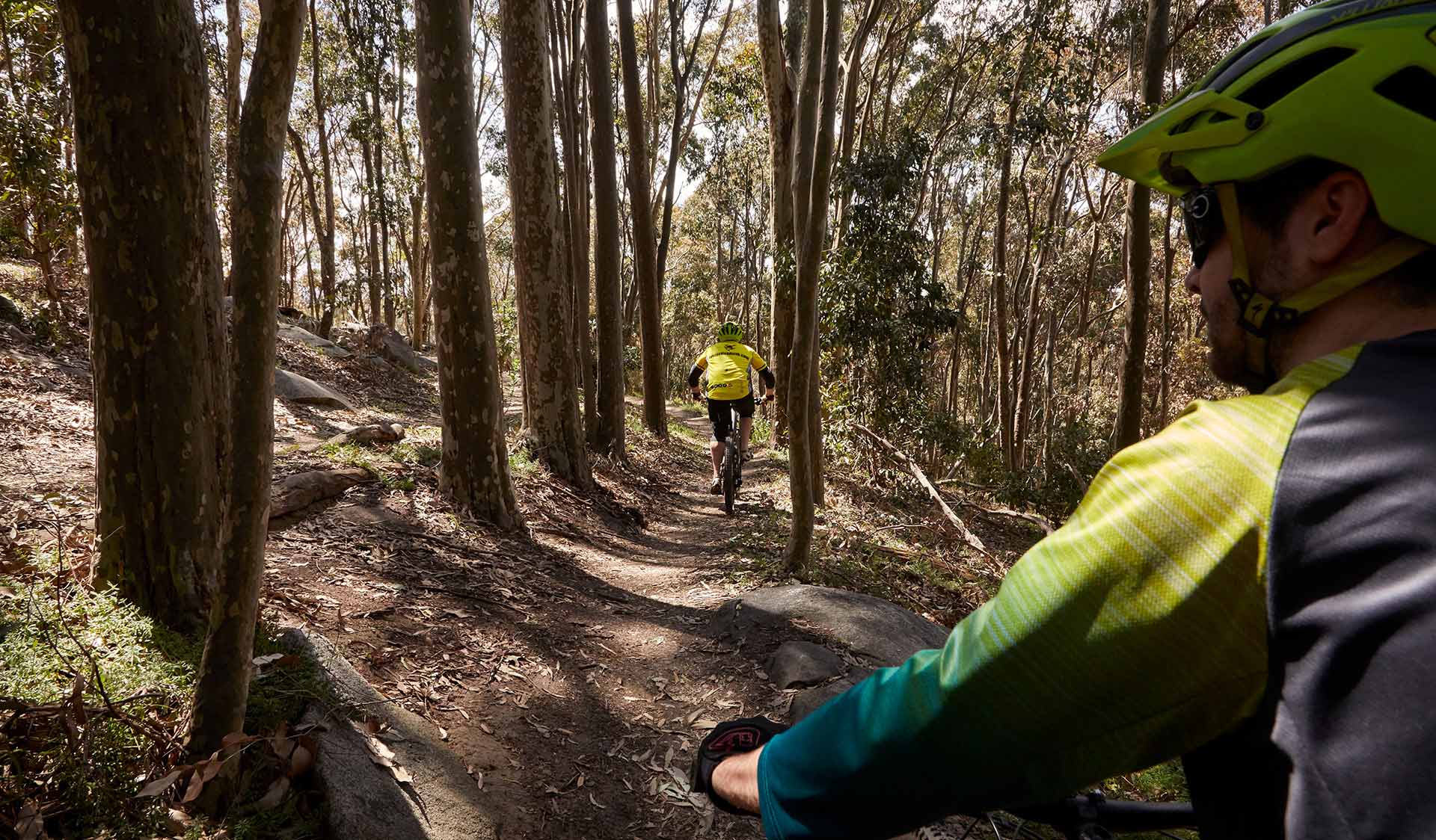 A mountain biker follows another through tall gum trees. 