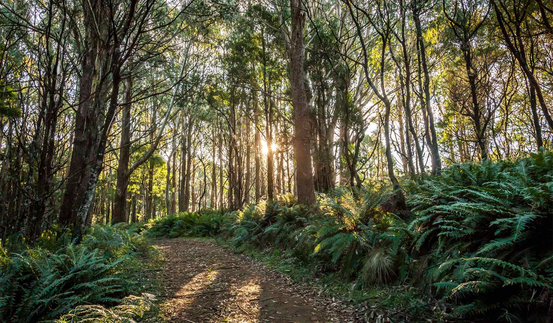 A path through the forest near the summit of Mount Macedon at Macedon Regional Park