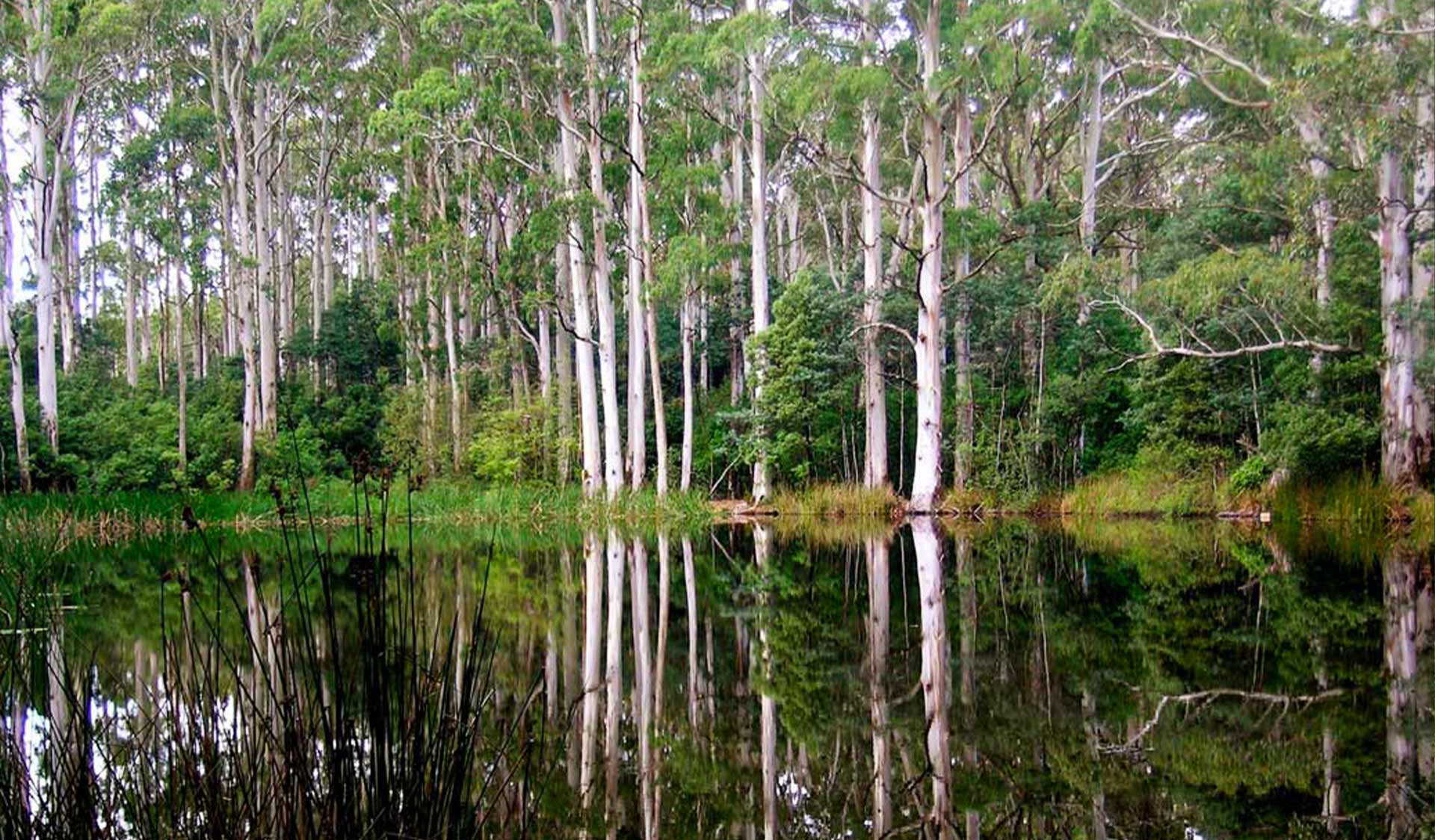 The reflected forest in Sanitarium Lake at Macedon Regional Park.