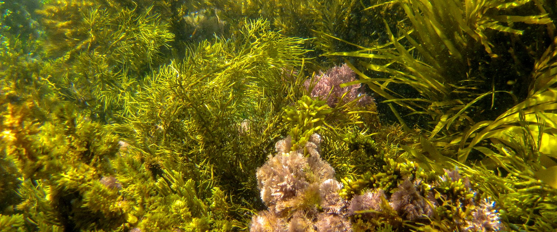 A healthy seabed covered in different plant varietes.