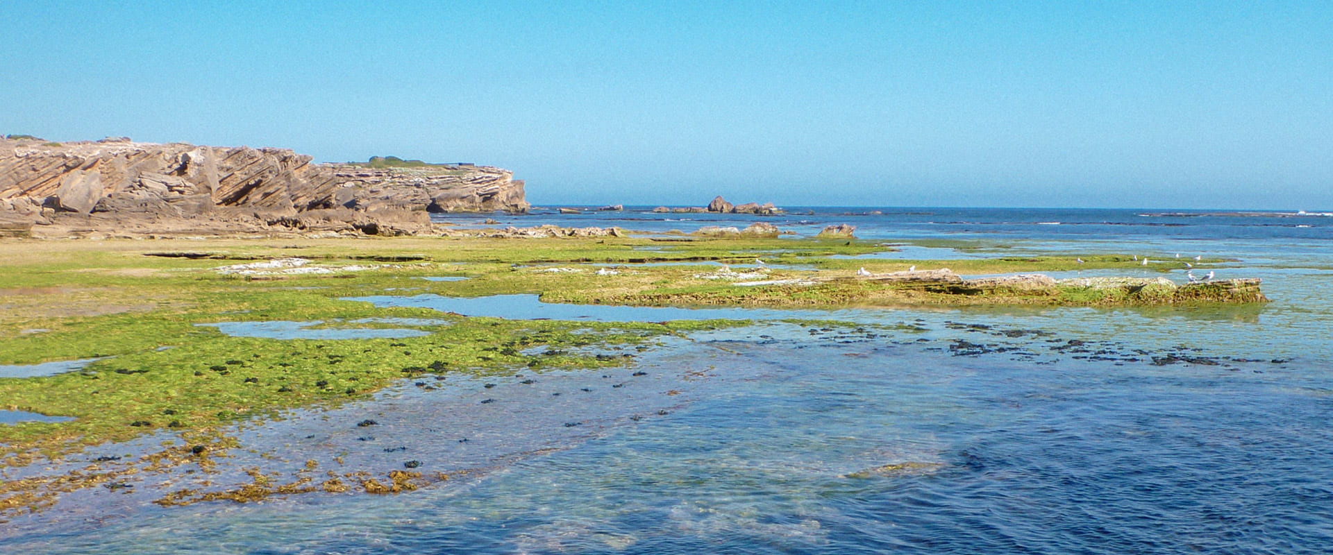 A view of a rocky seabed covered with green seagrass in a marine sanctuary by the coast.