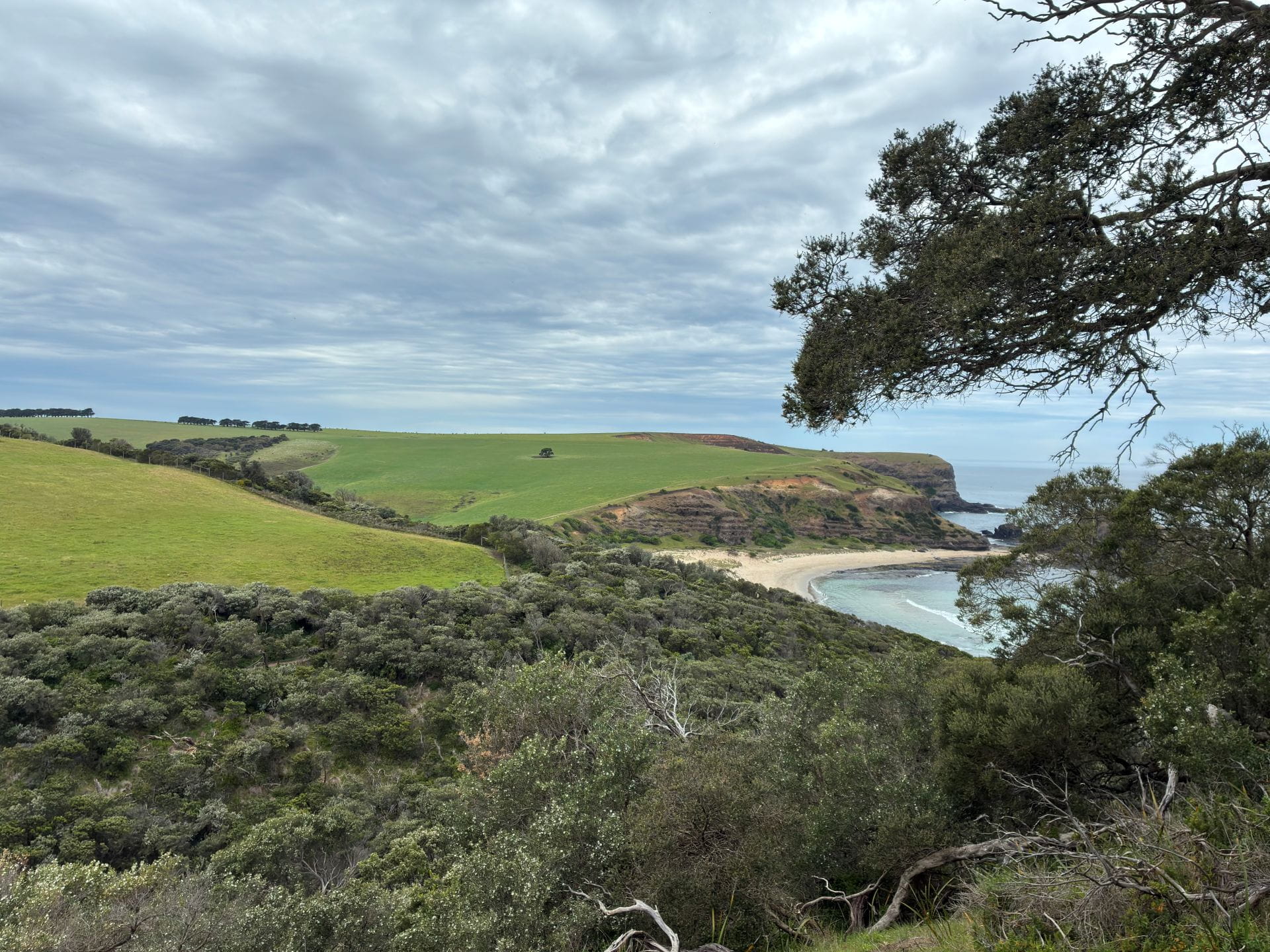 A view of a sandy beach from grassy and tree-lined cliffs. 