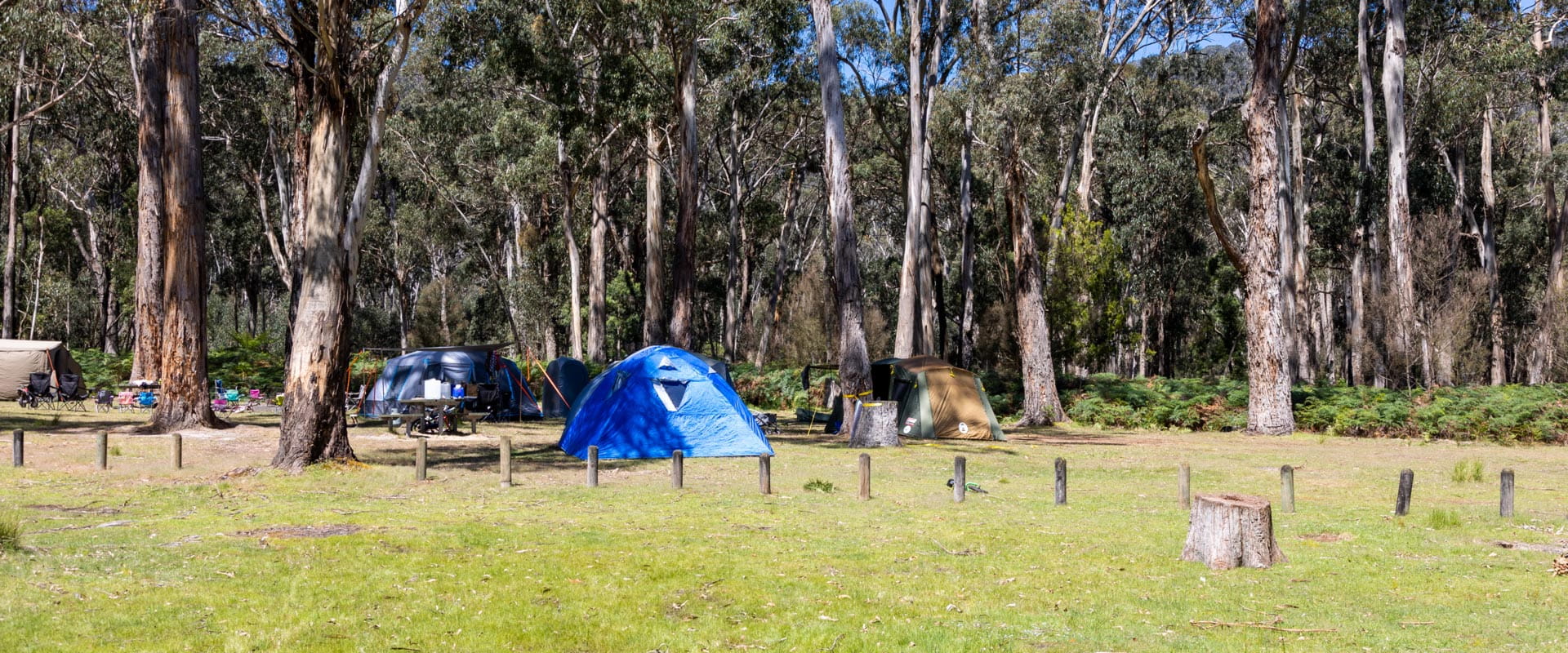 Three large tents pitched in a grassy campground under the shade of large, towering trees overhead.