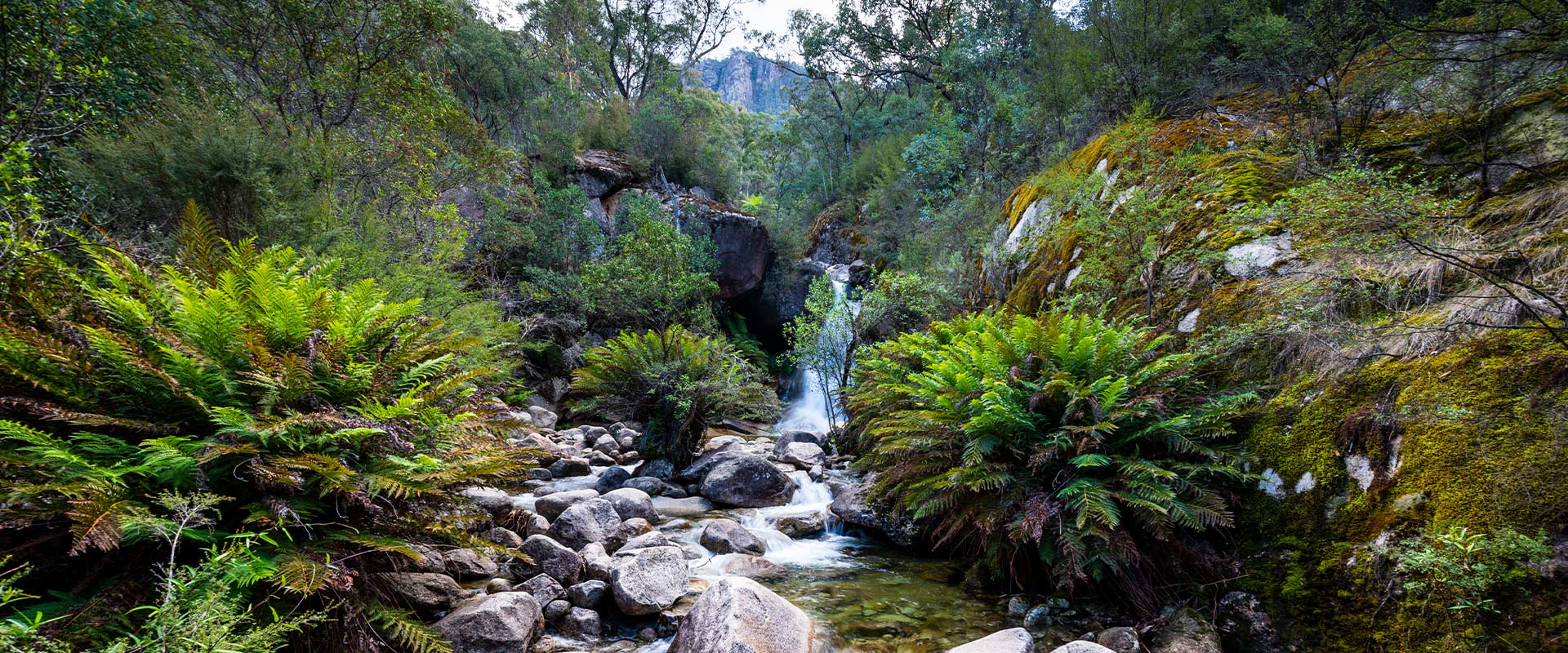 Water flows down a small waterfall between lush green ferns