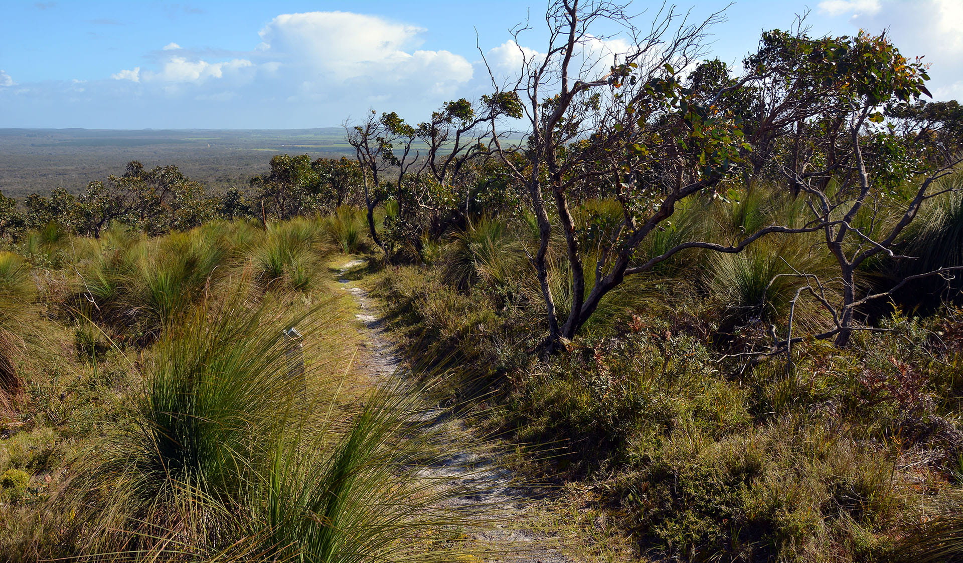 Track through volcanic vegetation at Mount Richmond National Park
