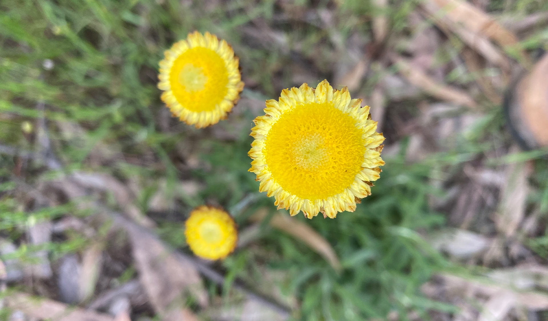 Close up image of Billy Button wildflowers in Mount Samaria State Park