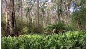 Messmate Forest at Spring Creek in Mount Samaria State park