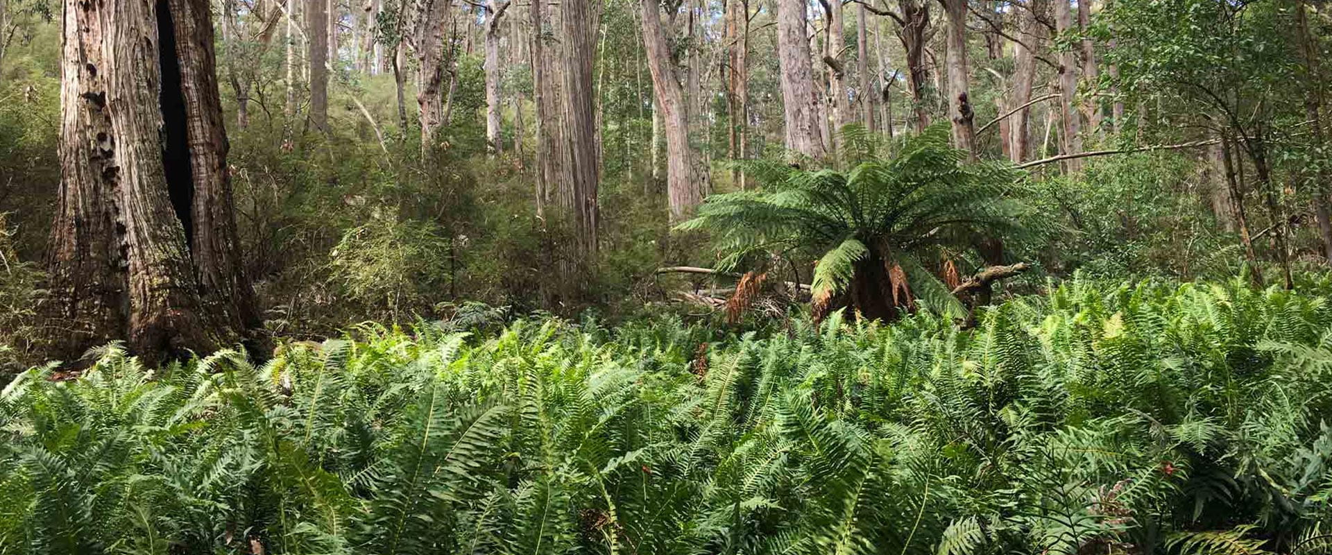  A rugged bushland with abundant foliage including ferns and tall trees
