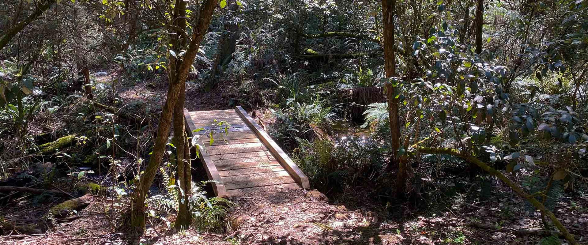 A small wooden bridge over a creek in a lush green forest