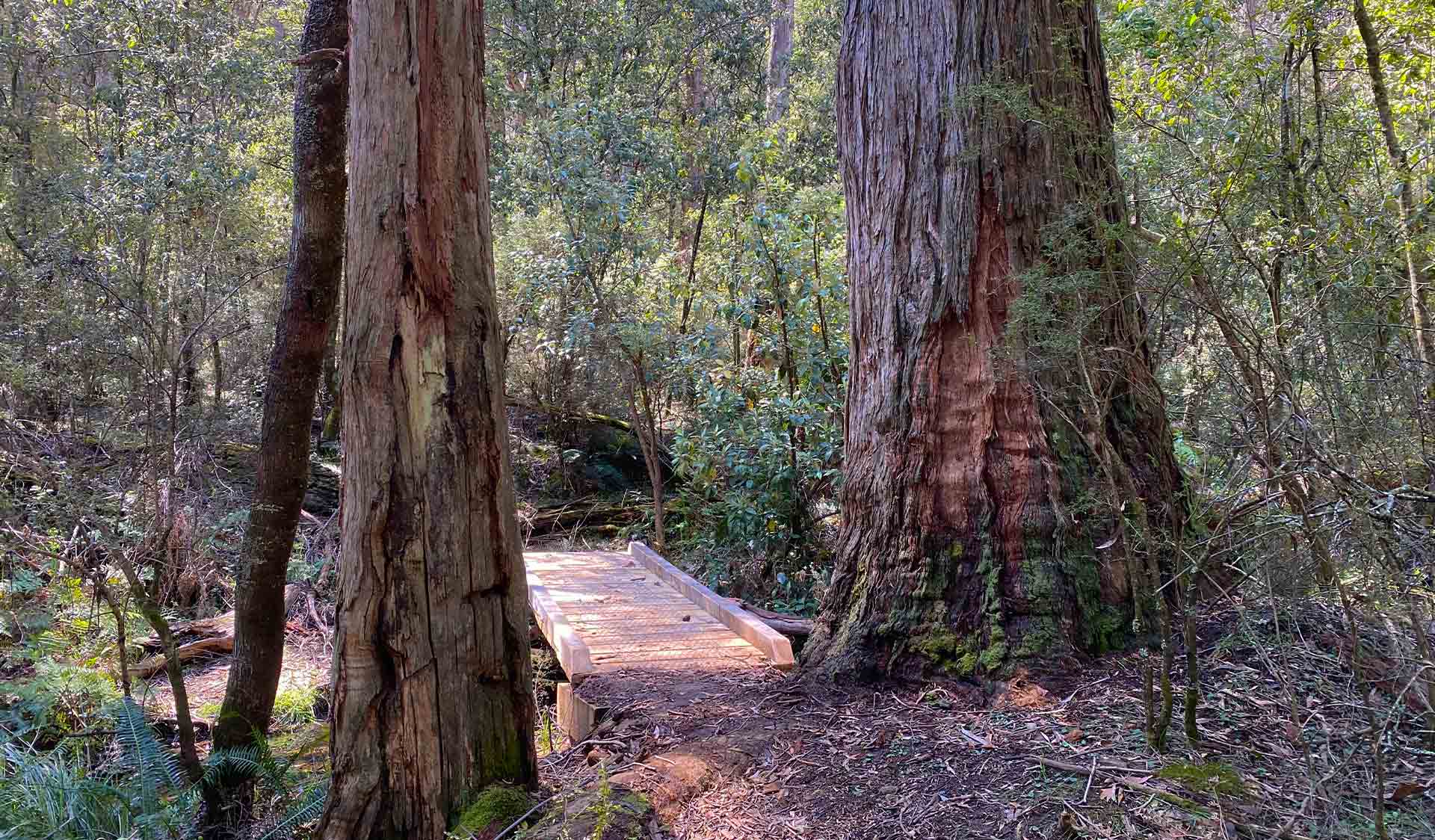 A wooden path between two large trees in Mount Samaria State Park