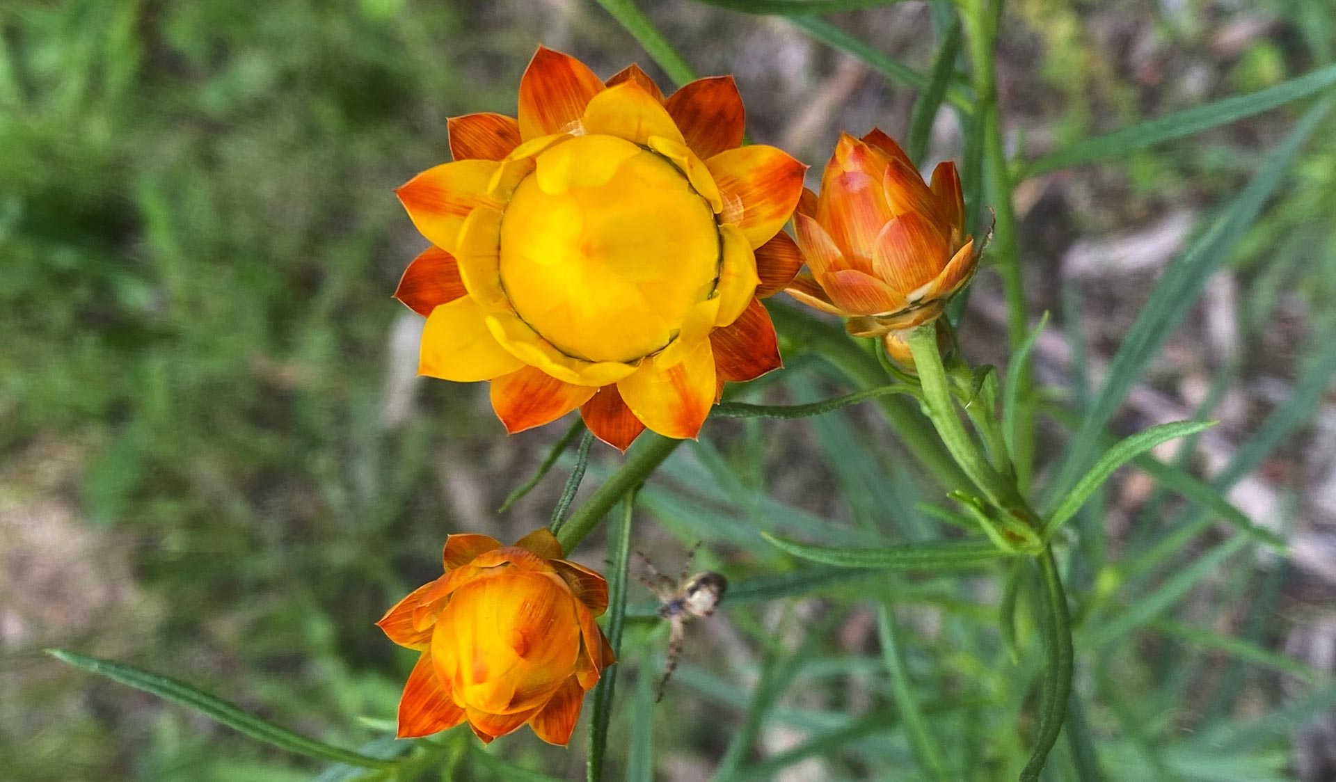 A close up image and yellow and orange wildflowers in Mount Samaria State Park