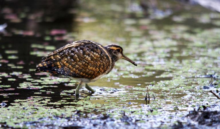 Water birds wading through reeds