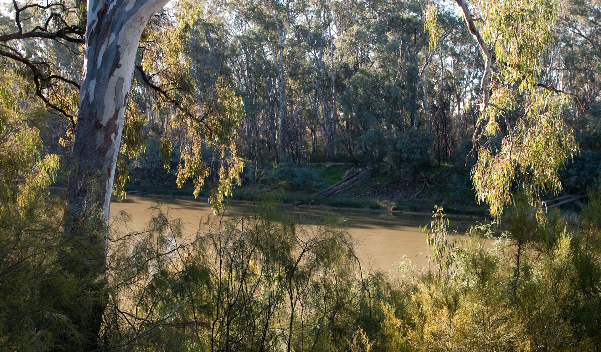The Murray River surrounded by tall eucalyptus on the banks of the river