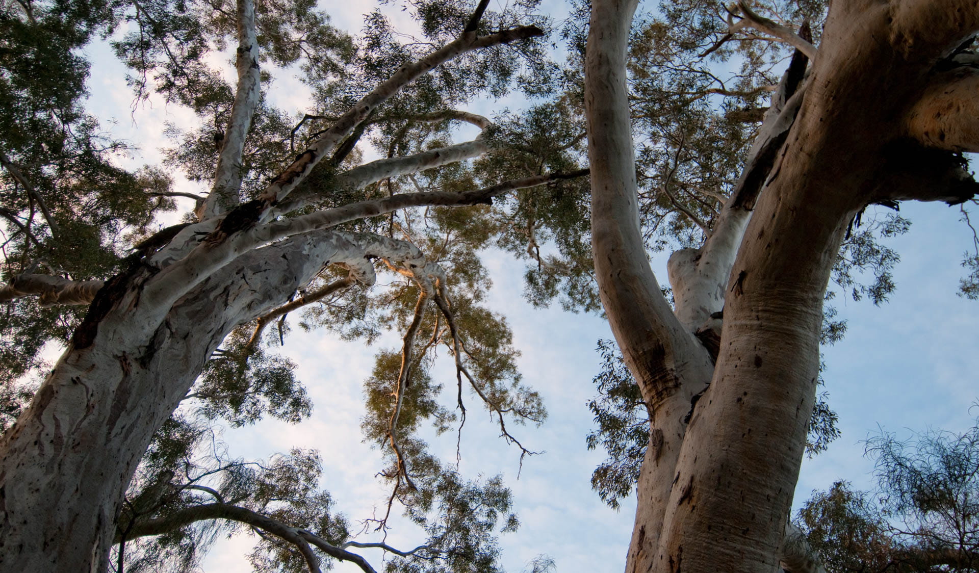 The sky between the trunks of tall eucalyptus trees